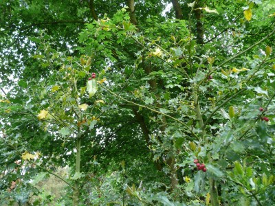 2008-05-18 Ilex 1.jpg