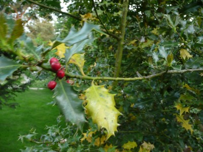 Ilex 2.jpg