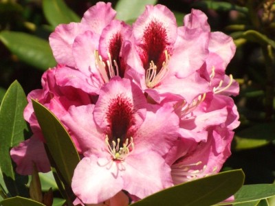 DSCF3116.JPG