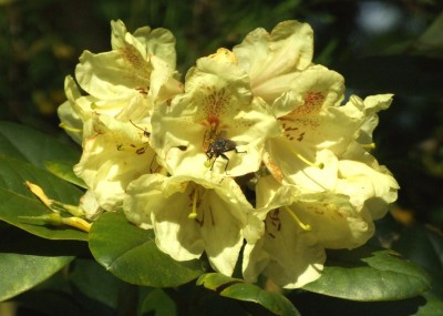 DSCF3107.JPG