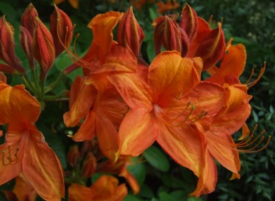 DSCF3105.JPG