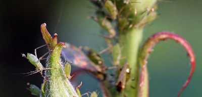 garten9.jpg