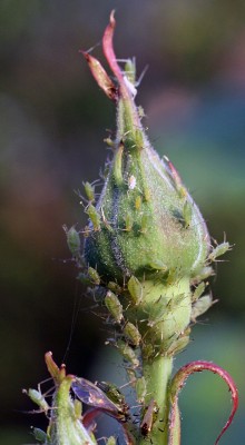 garten8.jpg