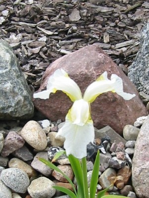 iris_sibirica_butter_and_sugar.JPG