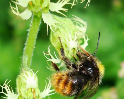 15.05.2008 hummelchen5.jpg