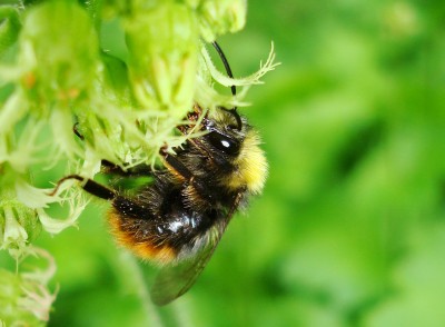 15.05.2008 hummelchen.jpg