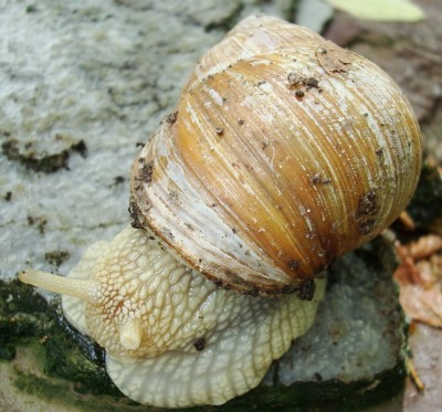 19.05.2008 schnecke.jpg