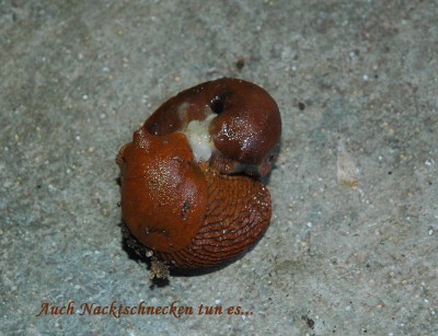 Nacktschnecken-Sex.JPG