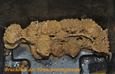 Bruthöhle der Tönnchenwegwespe.JPG