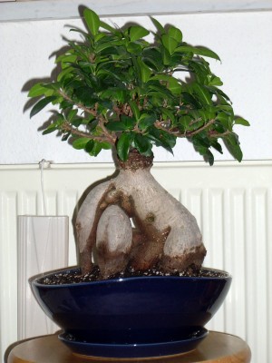 Ficus retusa (Ficus microcarpa ´Ginseng´).jpg