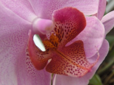 Pflanzen 083.jpg