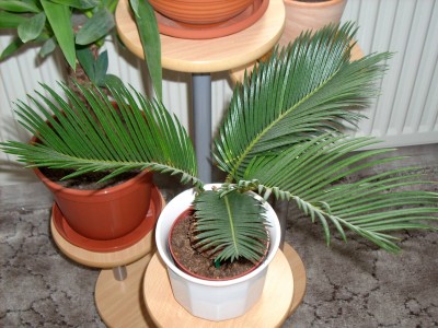 Palmfarn.jpg