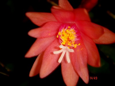 Digi 06 003.JPG