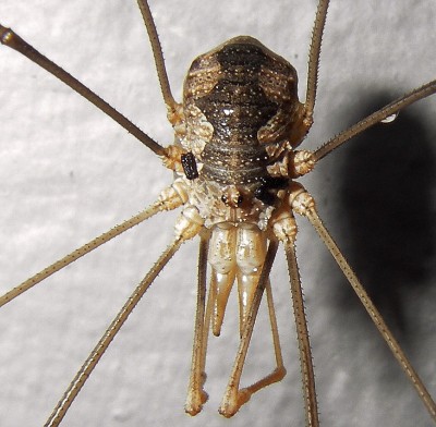 18.7.2007 spidergrlll2.jpg