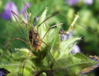 18.7.2007 weber campanula.jpg