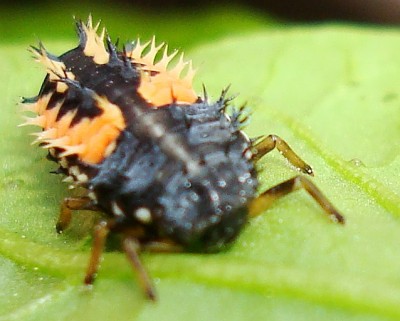 20.05.2008 marienkäferlarve1.jpg