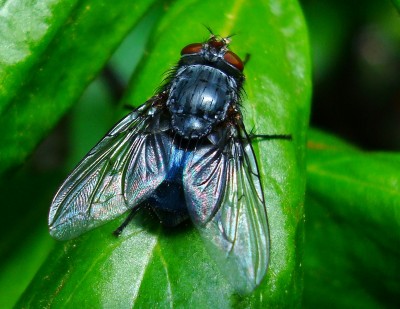 20.05.2008 fliege1.jpg