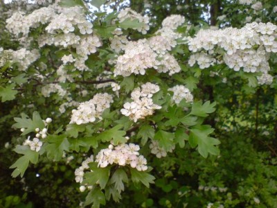 DSC00111.JPG
