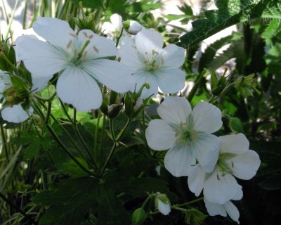 Geranium 8 w.jpg