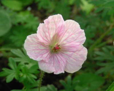 Geranium 7 w.jpg