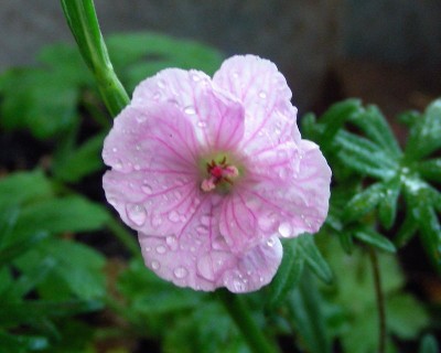 Geranium 6 w.jpg