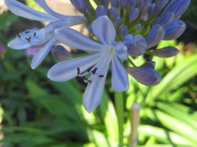 Agapanthus.jpg