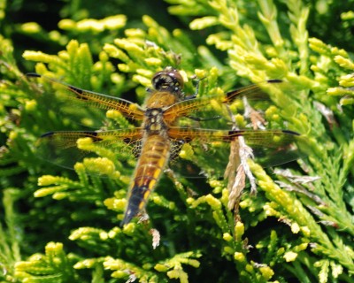 Großlibelle 2 w.jpg