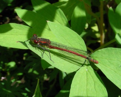 Frühe Adonisjungfer w.jpg