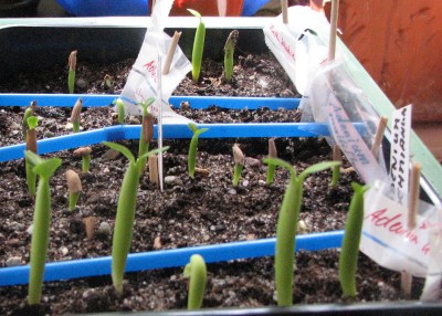 21.05.2008 Kinderstube Wüstis.jpg