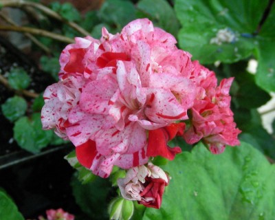 Appleblossom w.jpg