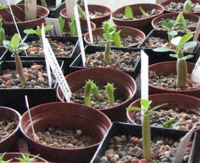 21.05.2008 Ältere Generation Wüstis.jpg