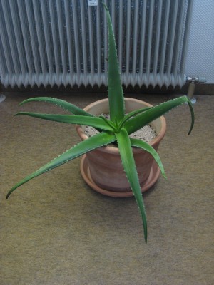 aloe2.JPG