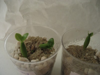 wüstis christina 2.JPG