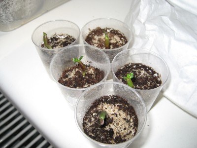 wüstis ausgerollt.JPG