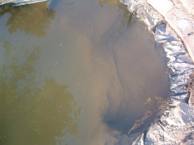 teich trüb (2).JPG
