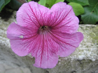 petunie pink.jpg