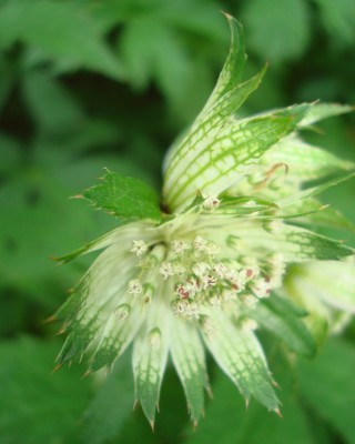 21.05.2008 astrantia1.jpg