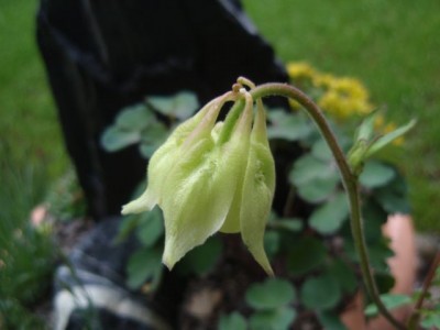 fragrans21.jpg