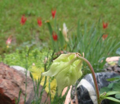 fragrans1.jpg