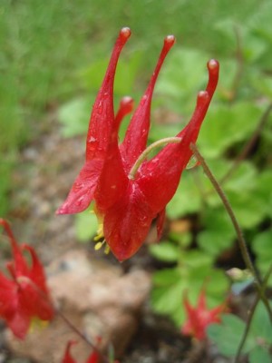 canaer671.jpg