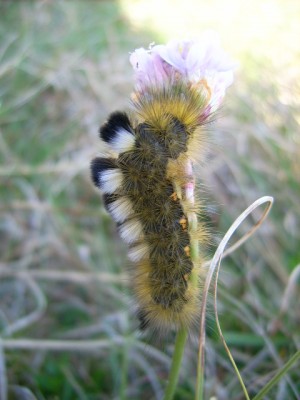 Dänemark 2008 177.jpg