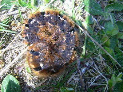 Dänemark 2008 002.jpg