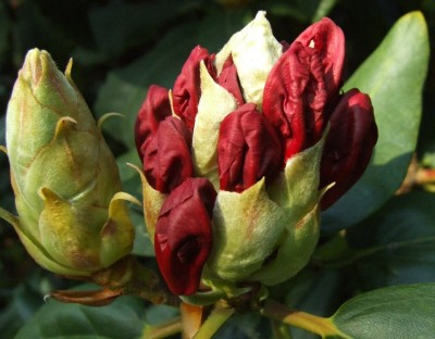 DSCF3114.JPG