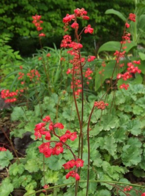 DSCF3087.JPG