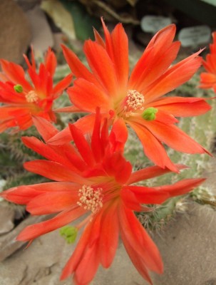 DSCF3039.JPG