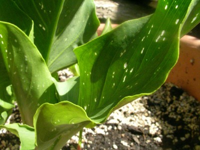 canna 004.JPG