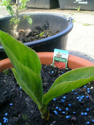canna 001.JPG