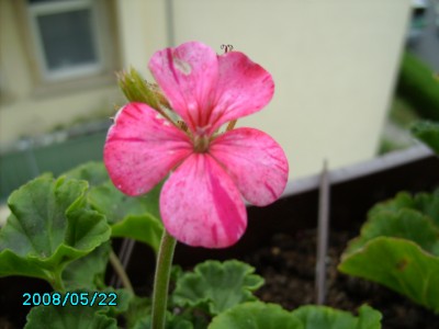 PICT0057.JPG