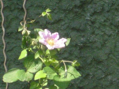 Clematis.jpg