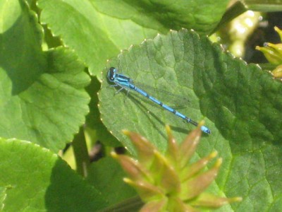 Blaue Libelle auf Blatt.jpg